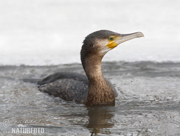 Cormorán grande