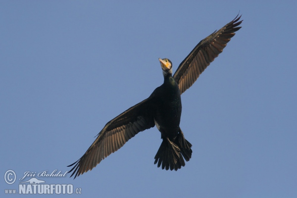 Cormorán grande