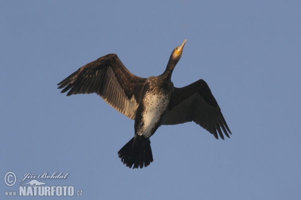 Cormorán grande