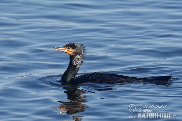 Cormorán grande