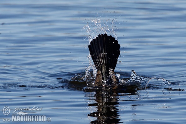 Cormorán grande