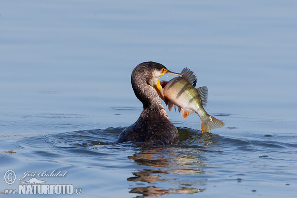 Cormorán grande