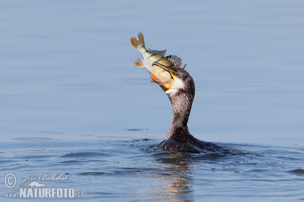 Cormorán grande