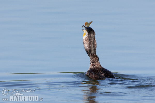 Cormorán grande