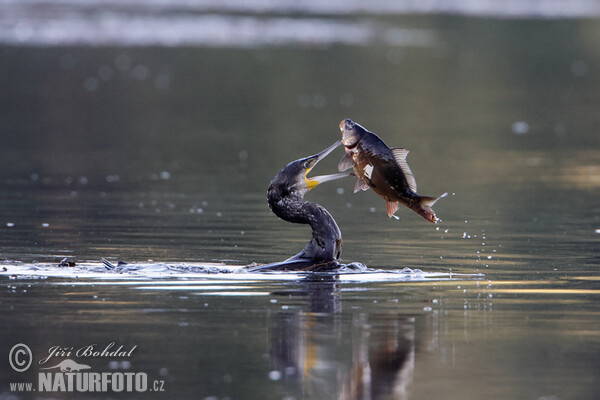 Cormorán grande