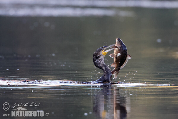 Cormorán grande