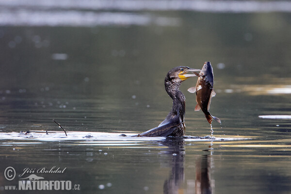 Cormorán grande