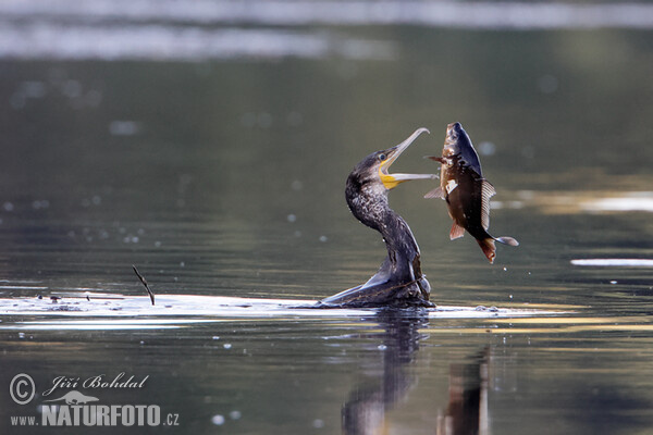 Cormorán grande