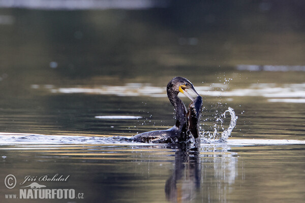 Cormorán grande