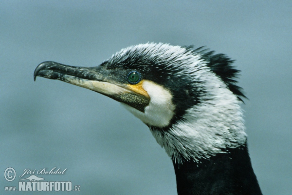 Cormorán grande