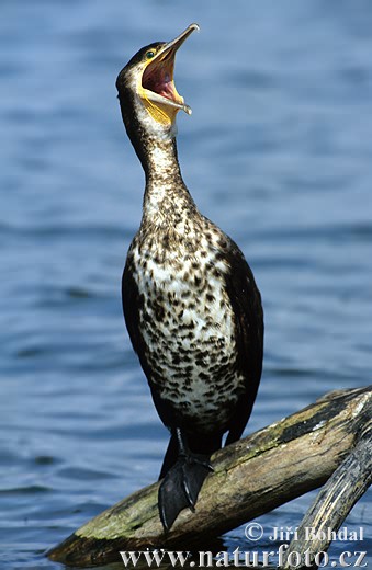 Cormorán grande