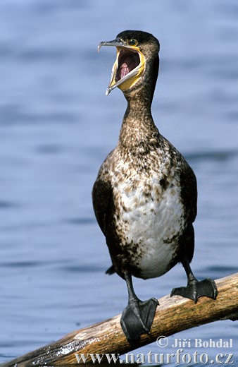 Cormorán grande