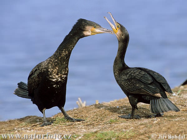 Cormorán grande