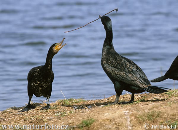 Cormorán grande