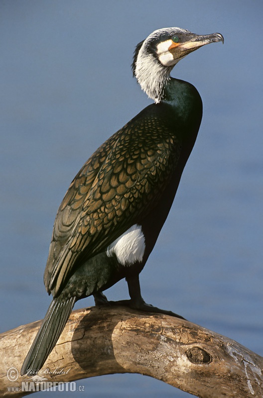 Cormorán grande