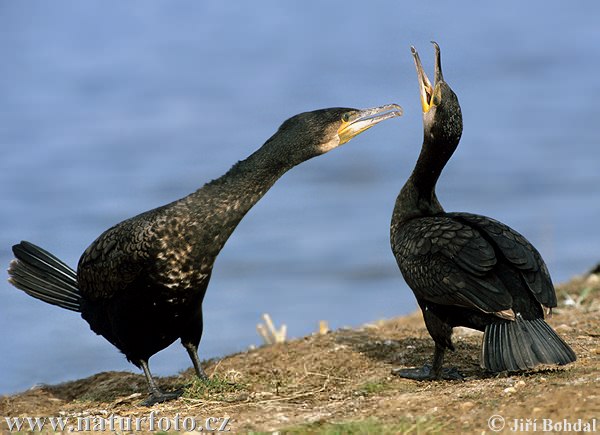 Cormorán grande