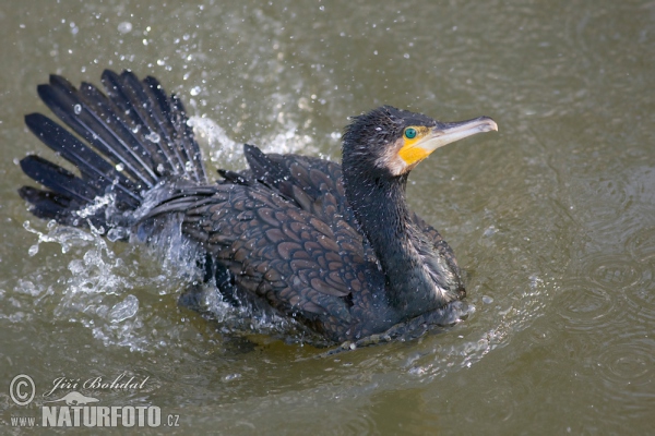 Cormorán grande