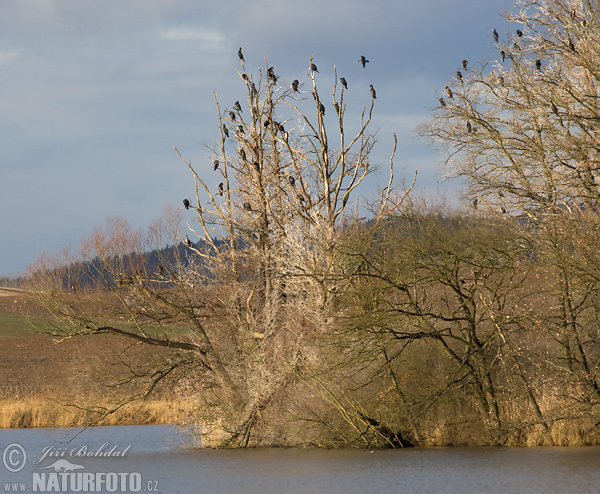 Cormorán grande