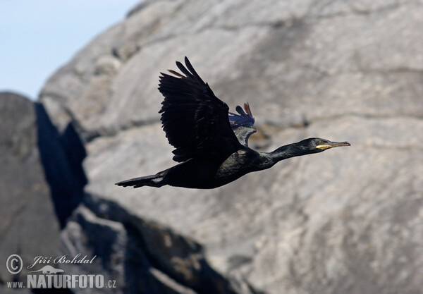 Cormorán moñudo