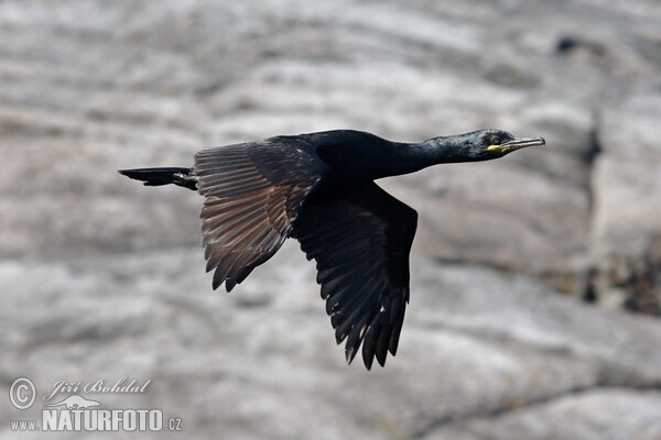 Cormorán moñudo