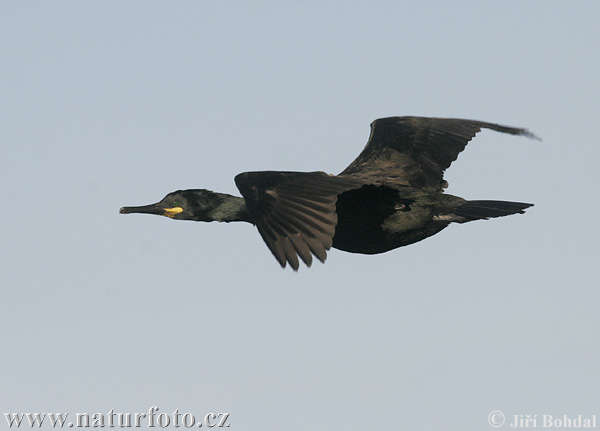 Cormorán moñudo