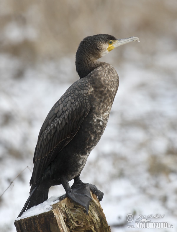 Cormorano comune