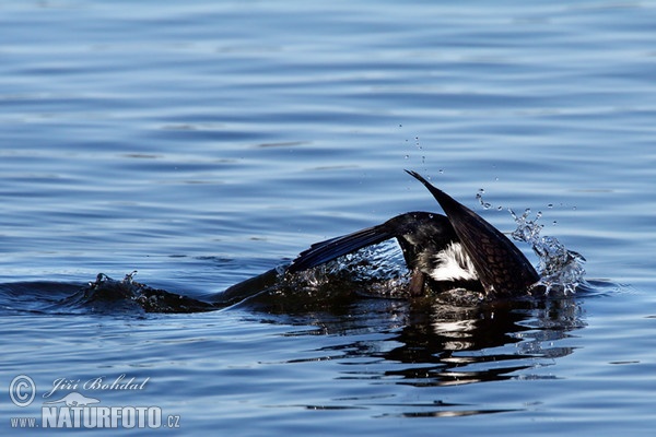 Cormorano comune