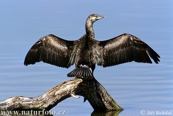 Cormorano comune