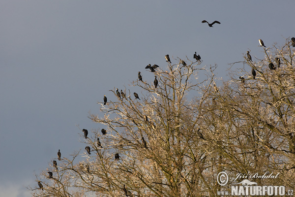 Cormorano comune