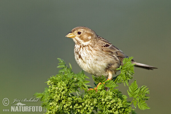 Corn Bunting (Emberiza calandra)