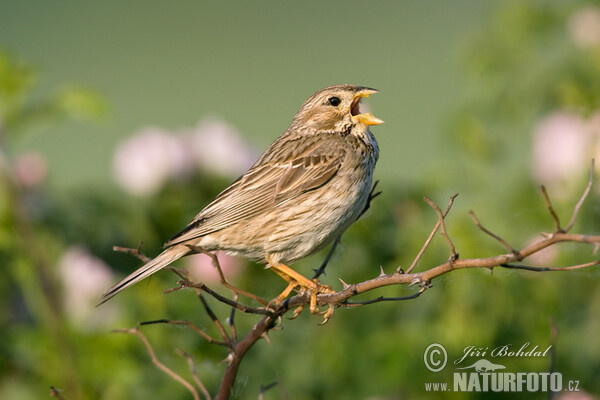 Corn Bunting (Emberiza calandra)