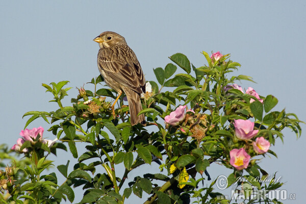 Corn Bunting (Emberiza calandra)