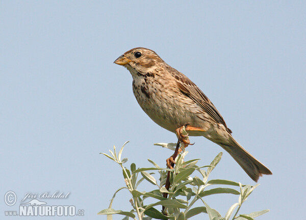 Corn Bunting (Emberiza calandra)