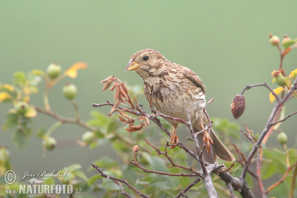 Corn Bunting (Emberiza calandra)