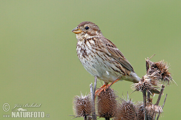 Corn Bunting (Emberiza calandra)