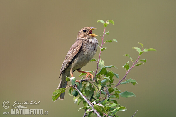 Corn Bunting (Emberiza calandra)