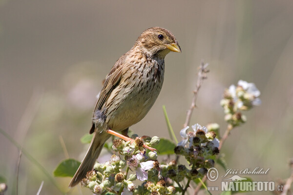 Corn Bunting (Emberiza calandra)