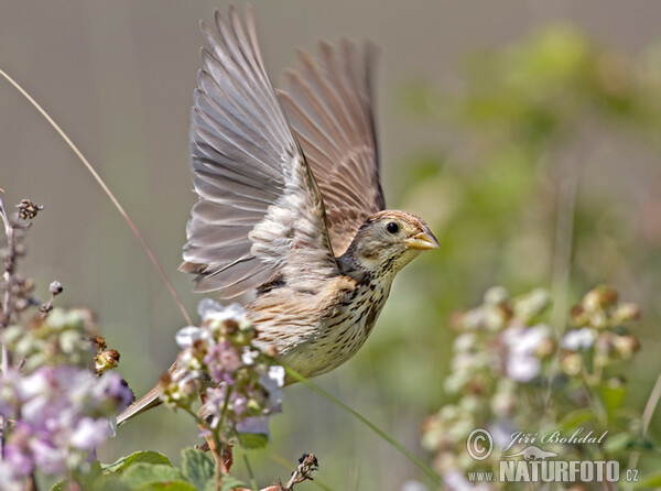 Corn Bunting (Emberiza calandra)