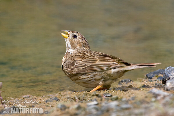 Corn Bunting (Emberiza calandra)