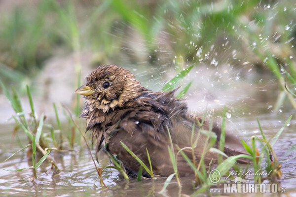 Corn Bunting (Emberiza calandra)