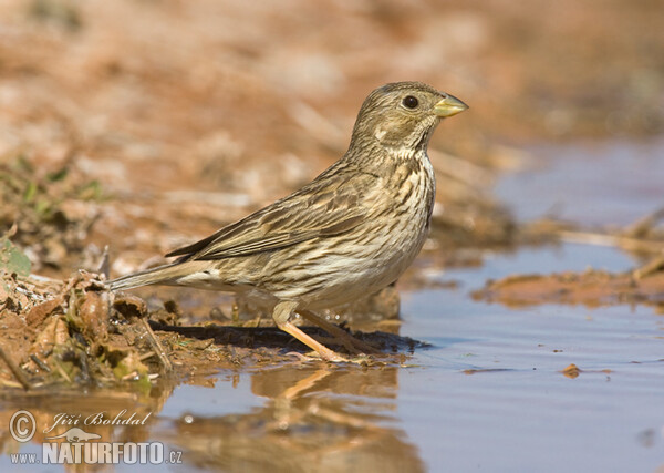 Corn Bunting (Emberiza calandra)