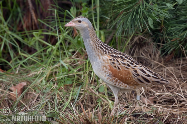 Corn Crake (Crex crex)