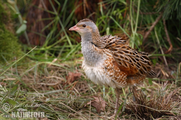 Corn Crake (Crex crex)