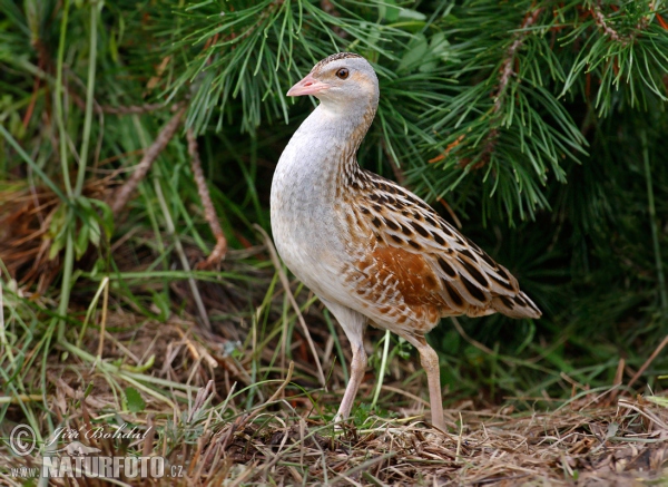 Corn Crake (Crex crex)