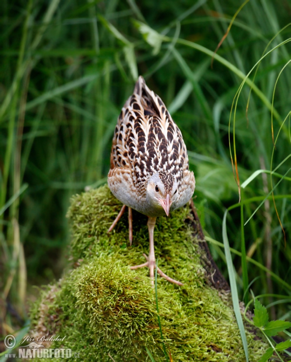 Corn Crake (Crex crex)