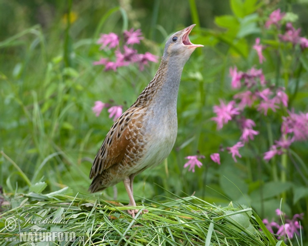 Corn Crake (Crex crex)