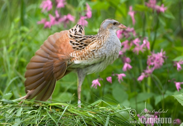 Corn Crake (Crex crex)