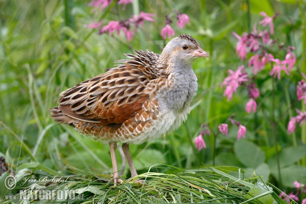 Corn Crake (Crex crex)