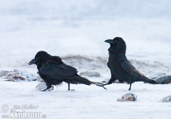 Corvus corax