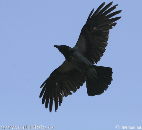 Corvus corone cornix